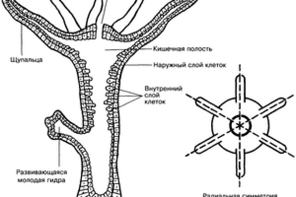 Кракен ссылка trikky