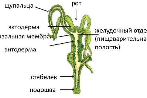 Kraken рабочее зеркало onion