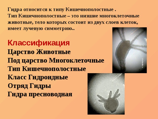 Можно ли зайти на кракен через обычный браузер