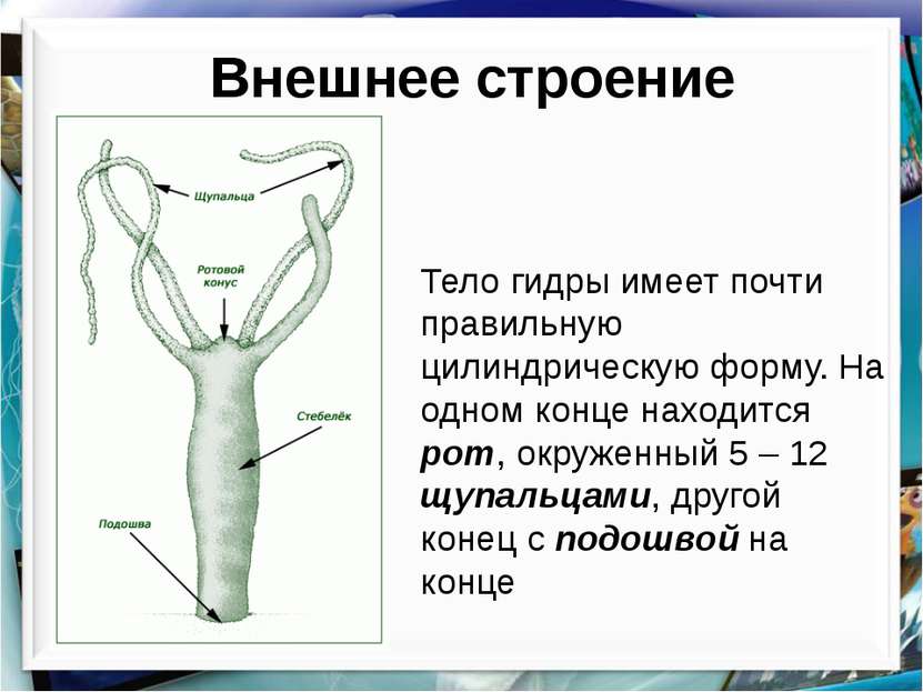 Ссылки на даркнет